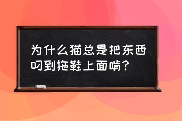 怎么防止猫咬拖鞋 为什么猫总是把东西叼到拖鞋上面啃? 怎么防止猫咬拖鞋 为什么猫总是把东西叼到拖鞋上面啃?