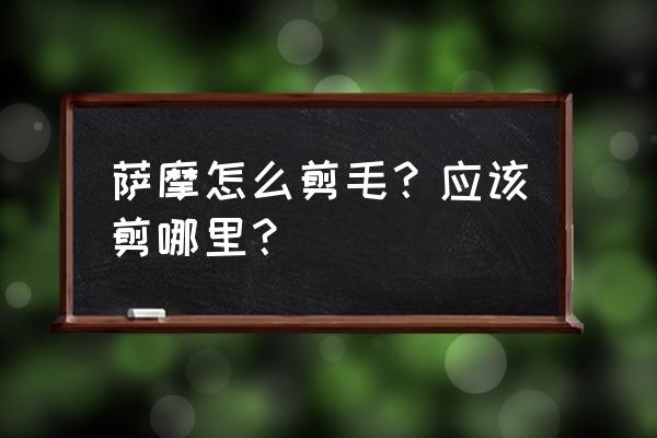 萨摩耶可以剪什么造型 萨摩怎么剪毛?应该剪哪里? 萨摩耶可以剪什么造型 萨摩怎么剪毛?应该剪哪里?