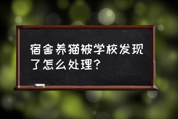 学生宿舍能不能养宠物 宿舍养猫被学校发现了怎么处理? 学生宿舍能不能养宠物 宿舍养猫被学校发现了怎么处理?