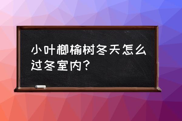 飘窗冬天太冷怎么处理 小叶榔榆树冬天怎么过冬室内? 飘窗冬天太冷怎么处理 小叶榔榆树冬天怎么过冬室内?