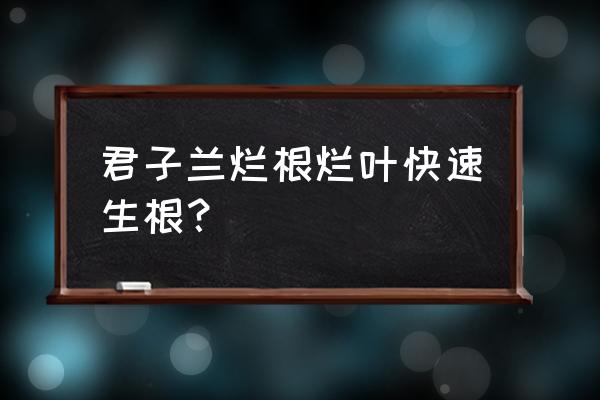 君子兰烂根换盆的正确方法 君子兰烂根烂叶快速生根？