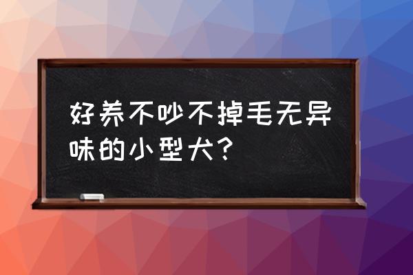 雪纳瑞怎么养才听话 好养不吵不掉毛无异味的小型犬？