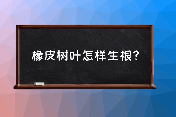 橡皮树不长根咋办 橡皮树叶怎样生根？