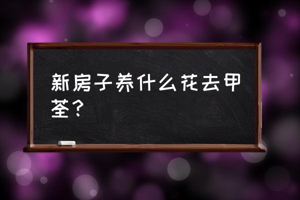 什么花对新房有好处去甲醛 新房子养什么花去甲荃？