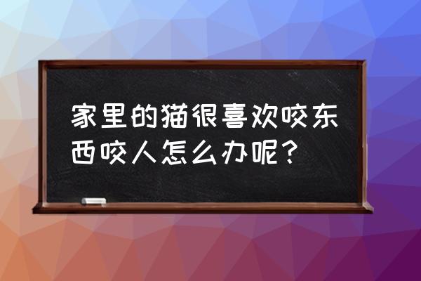 被自己家养的猫咬如何处理 家里的猫很喜欢咬东西咬人怎么办呢? 被自己家养的猫咬如何处理 家里的猫很喜欢咬东西咬人怎么办呢?