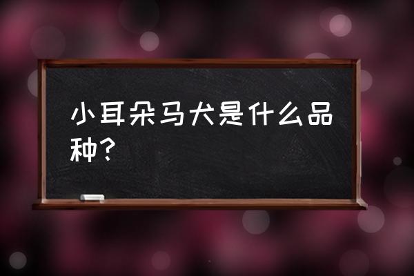 比利时牧羊犬幼犬几个月立耳 小耳朵马犬是什么品种？