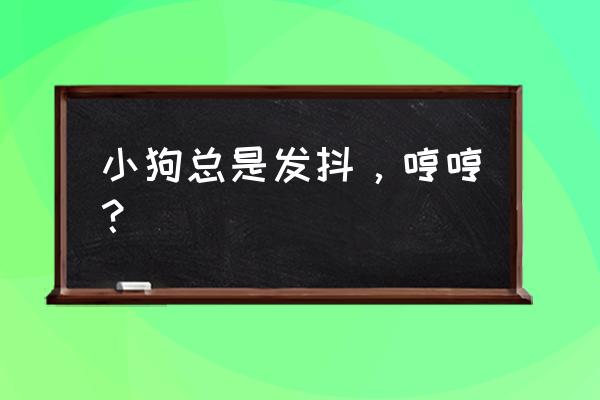 狗狗一直发抖怎么回事啊 小狗总是发抖，哼哼？