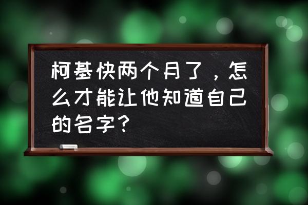 如何快速教会狗狗记住名字 柯基快两个月了，怎么才能让他知道自己的名字？