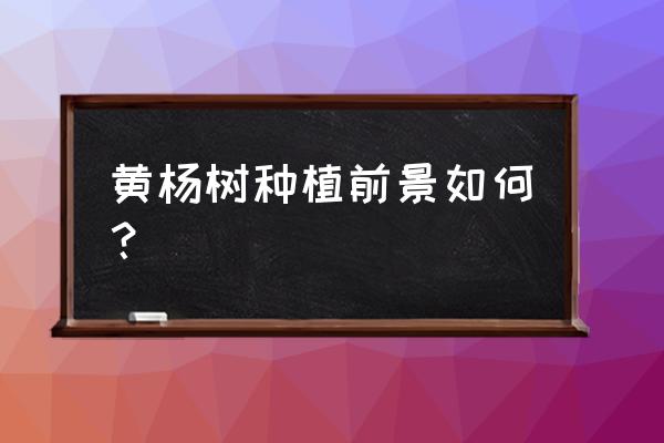 黄杨木盆景属于什么档次 黄杨树种植前景如何？