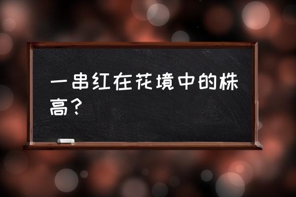 一串红的播种养殖方法 一串红在花境中的株高？