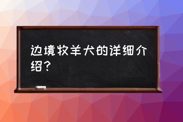 怎样才能选只优秀的边境牧羊犬 边境牧羊犬的详细介绍？