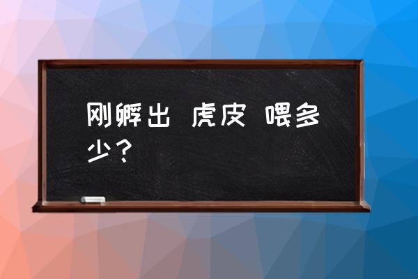 如何喂刚出生的虎皮鹦鹉 刚孵出 虎皮 喂多少？