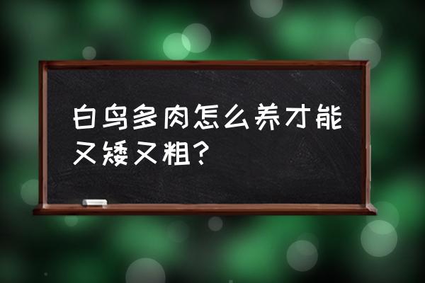 多肉植物怎么养才能长得粗壮呢 白鸟多肉怎么养才能又矮又粗？