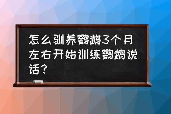 如何教鹦鹉学习唱歌 怎么驯养鹦鹉3个月左右开始训练鹦鹉说话？