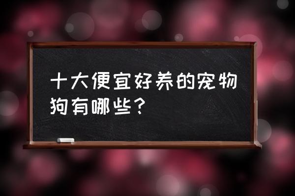 宠物狗哪一种最好养 十大便宜好养的宠物狗有哪些? 宠物狗哪一种最好养 十大便宜好养的宠物狗有哪些?