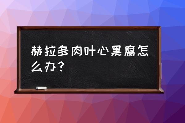 肉肉叶子发黑腐烂是什么原因 赫拉多肉叶心黑腐怎么办？