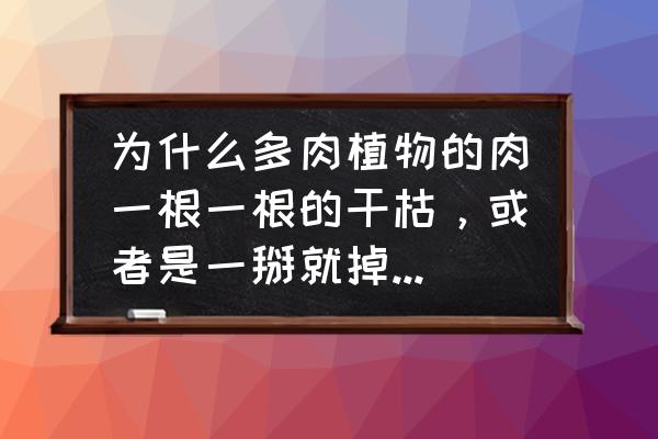 多肉的根部干枯了怎么办啊 为什么多肉植物的肉一根一根的干枯，或者是一掰就掉下来了，发现会掉到根部都有变白的情况，是因为被虫咬？