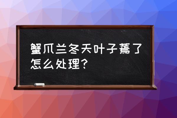 蟹爪兰叶子发红发软该怎么救治 蟹爪兰冬天叶子蔫了怎么处理? 蟹爪兰叶子发红发软该怎么救治 蟹爪兰冬天叶子蔫了怎么处理?