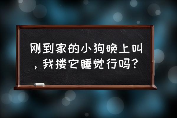 狗狗睡眠的正确方法 刚到家的小狗晚上叫，我搂它睡觉行吗？