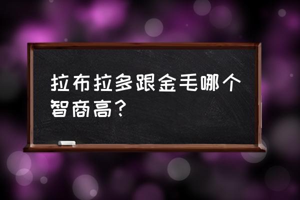 怎么辨别拉布拉多与金毛 拉布拉多跟金毛哪个智商高？