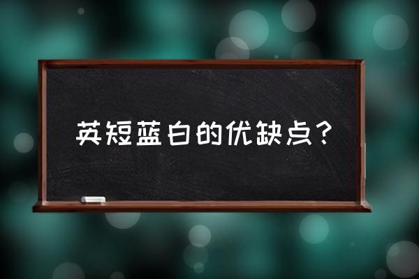 蓝白什么时候掉毛掉得最厉害 英短蓝白的优缺点？