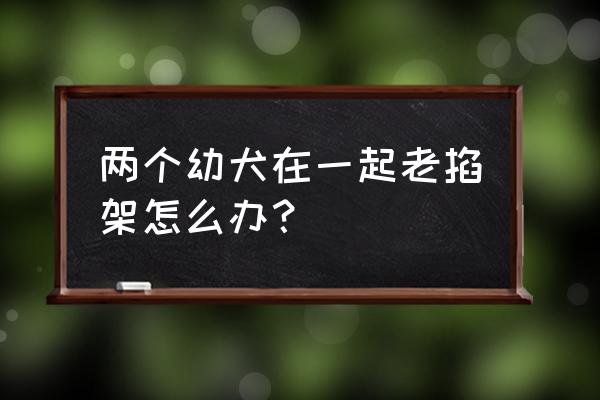 如何让两个狗狗和睦相处 两个幼犬在一起老掐架怎么办？