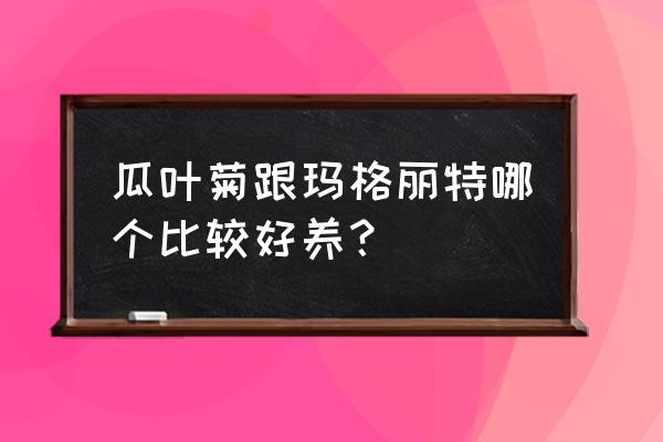 玛格丽特冬天怎么养经验分享干货 瓜叶菊跟玛格丽特哪个比较好养？