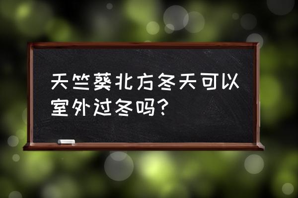 冬天可养在室外的花 天竺葵北方冬天可以室外过冬吗？